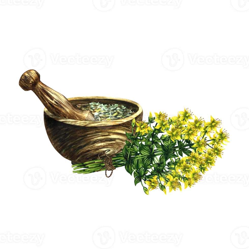 Dried, crushed medicinal herb of St. John's wort perforated in a wooden mortar. Herbal tea. Isolate. Hand-made watercolor illustration. Healthy tea and medicinal herbs. For packaging, labels. png