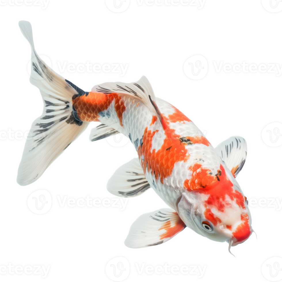 Graceful koi fish glides through the pond in tranquil harmony, framed delicately by the transparent background. The serenity of the scene captures the essence of calmness and peaceful reflection. png