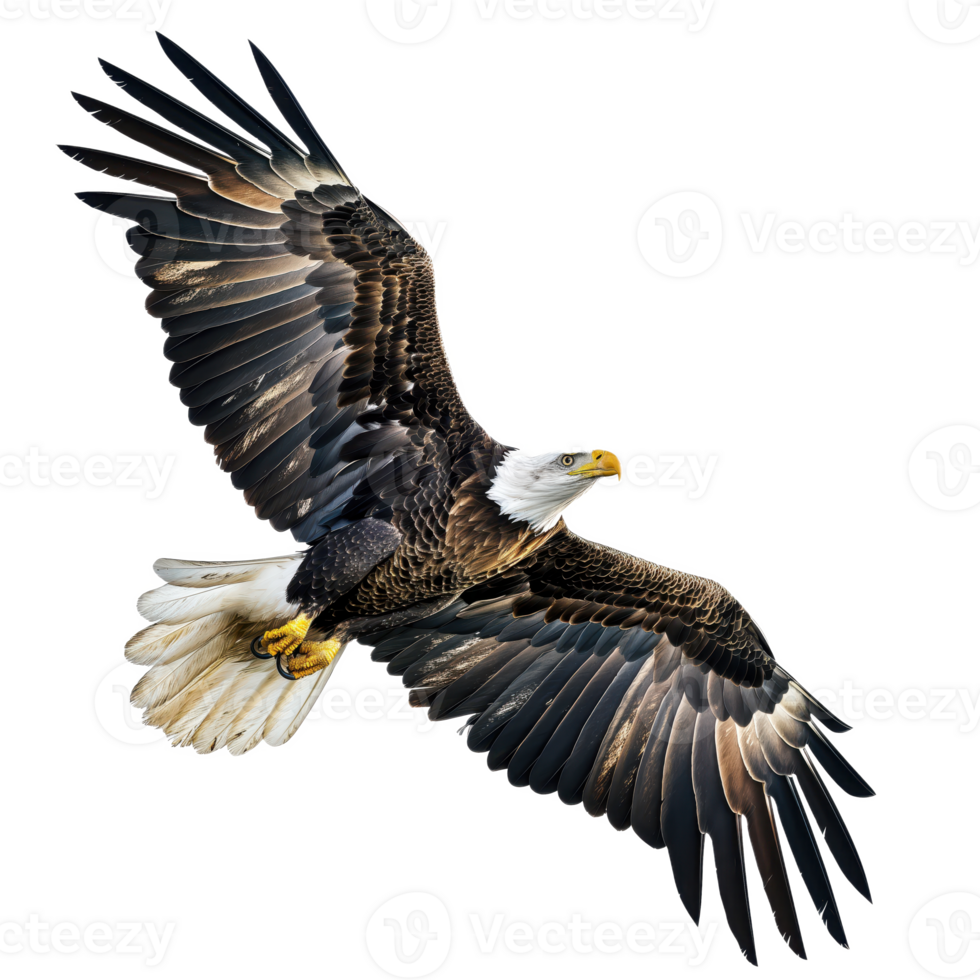 Majestic Eagle in Flight with Outstretched Wings - Transparent Background png