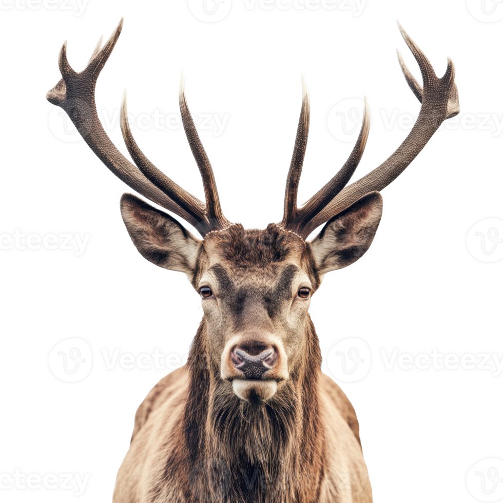 Majestic Stag with Grand Antlers on Transparent Background png