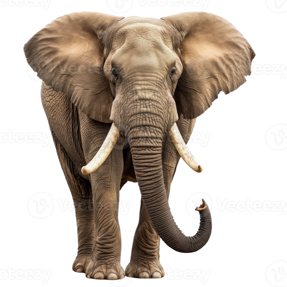Magnificent Elephant with Grand Tusks on Transparent Background.This stunning image captures the regal presence of an elephant with its impressive tusks standing out against a clear backdrop. png