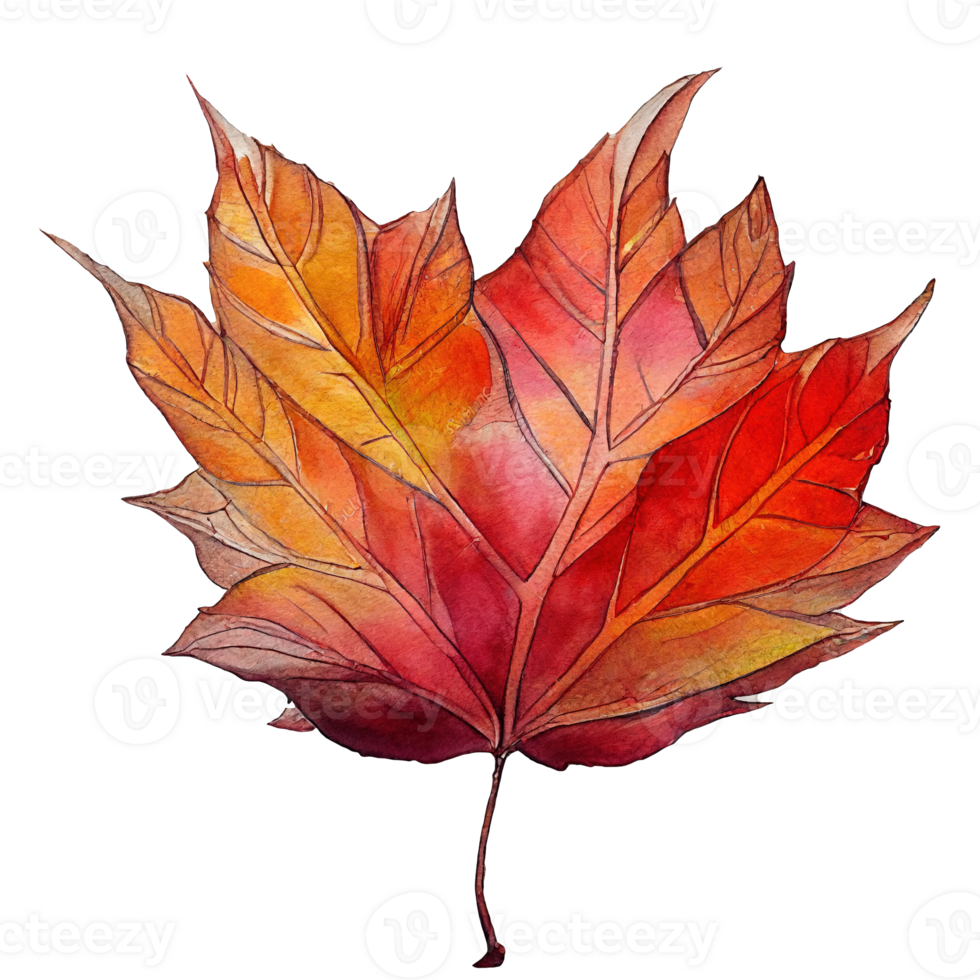 Vibrant Red Autumn Leaf Watercolor .Striking translucent image of a red autumn leaf, rendered beautifully in watercolor on a transparent background. png