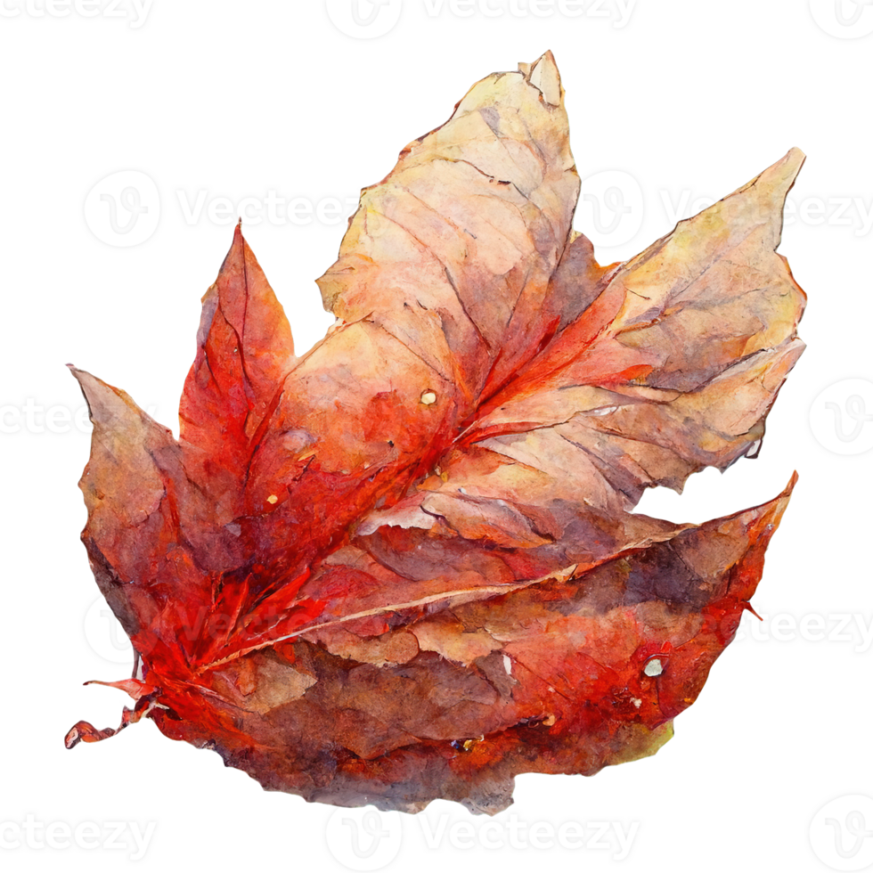 Vivid Red Autumn Leaf in Watercolor A delicate and transparent backdrop accentuates the intricate details of a crimson autumn leaf, capturing the essence of the season. png