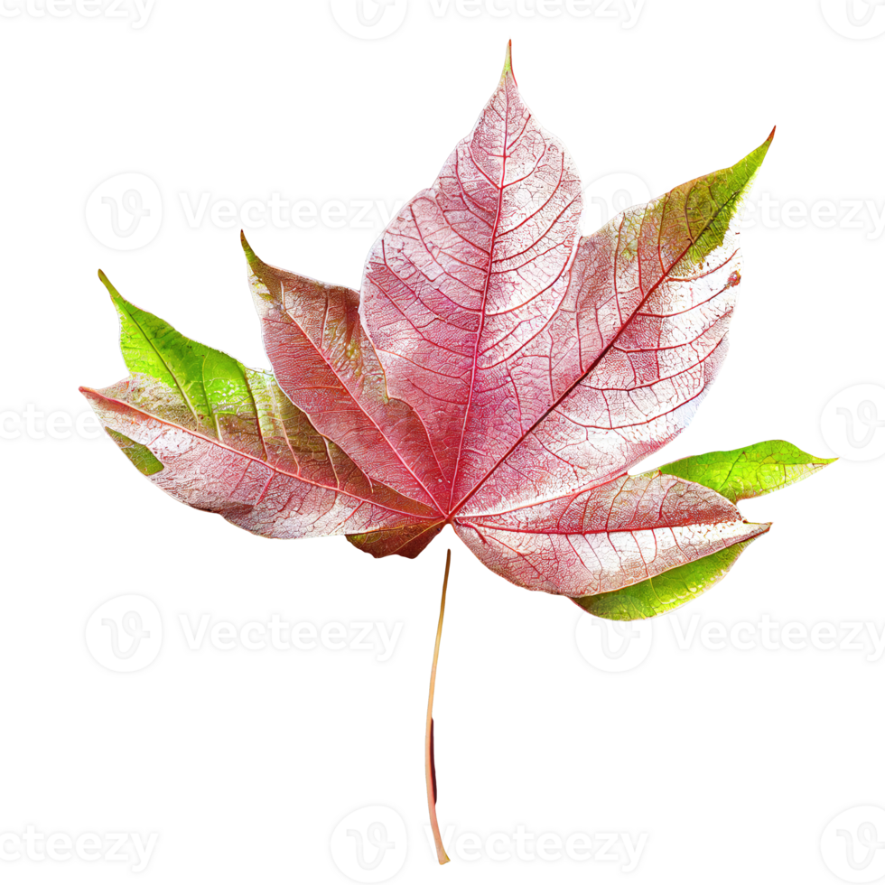 Delicate Pink Leaf Transcends Transparency Exquisite pink leaf radiates softness against a clear, ethereal backdrop. png