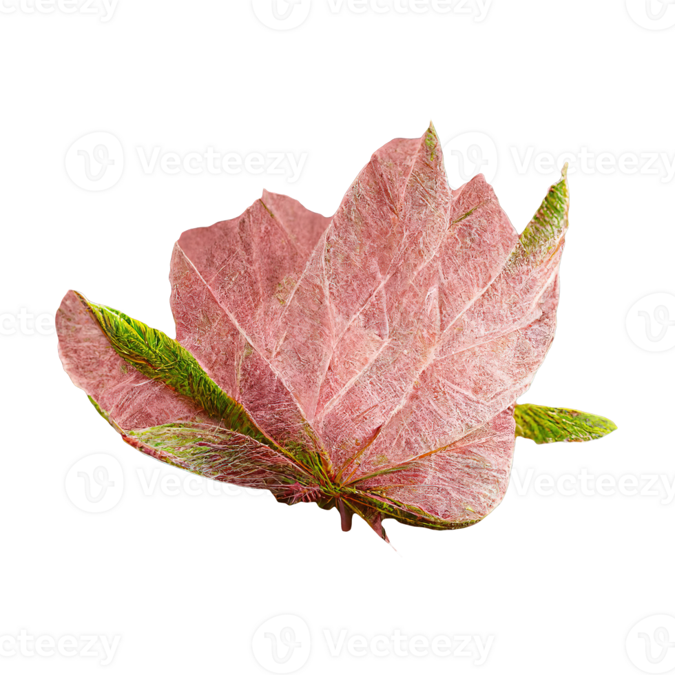 Delicate Pink Tree Leaf on Clear Backdrop A close-up of a single pink tree leaf revealing intricate vein patterns against a transparent background. png