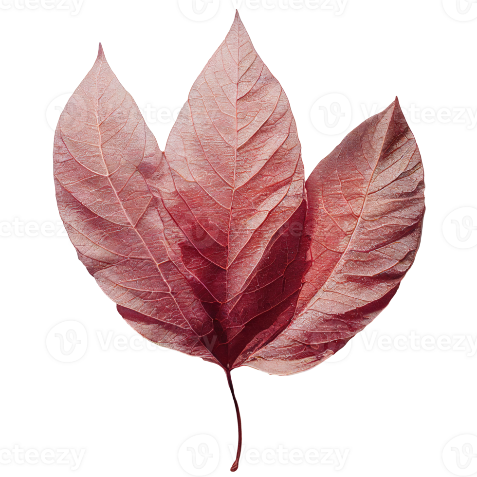 Ethereal Charm of a Pink Leaf on a Clear Canvas. Delicate pink tree leaf set against a pristine, translucent background, embodying nature s subtle elegance. png