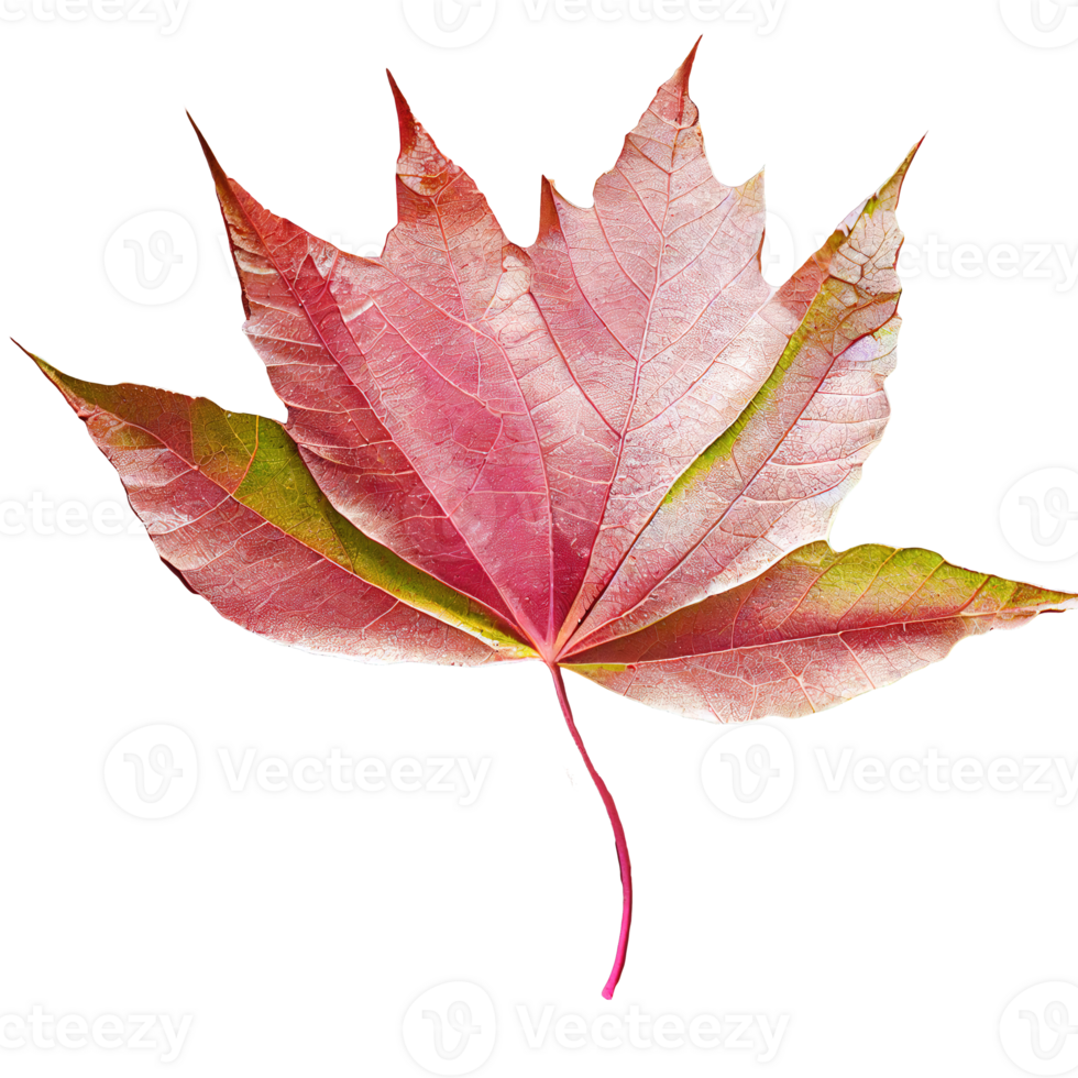 Delicate Pink Leaf with Transparent Background A stunning, close-up portrayal of a single, beautifully detailed pink leaf against a clear, light-filled backdrop. png
