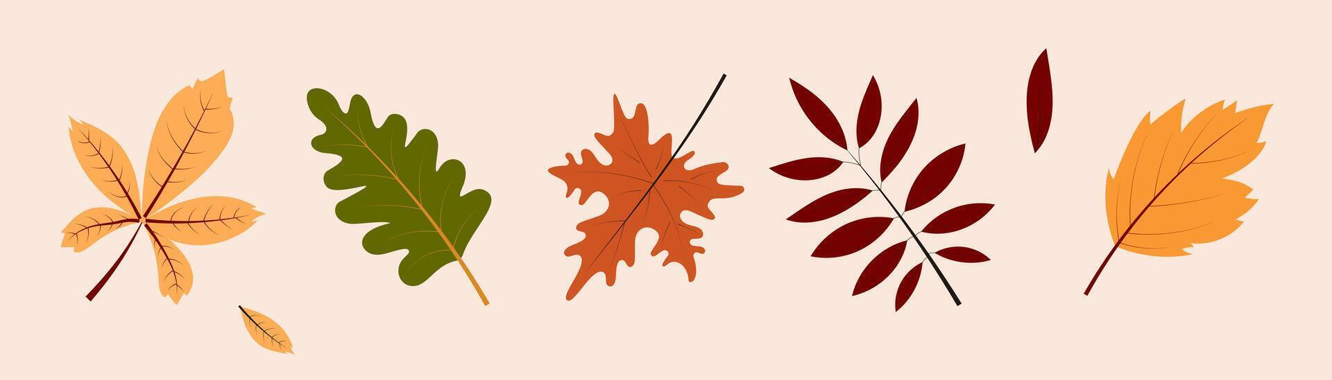 Autumn foliage set. Elements for design, book, scrapbooking, note, sticker, memo, card. vector