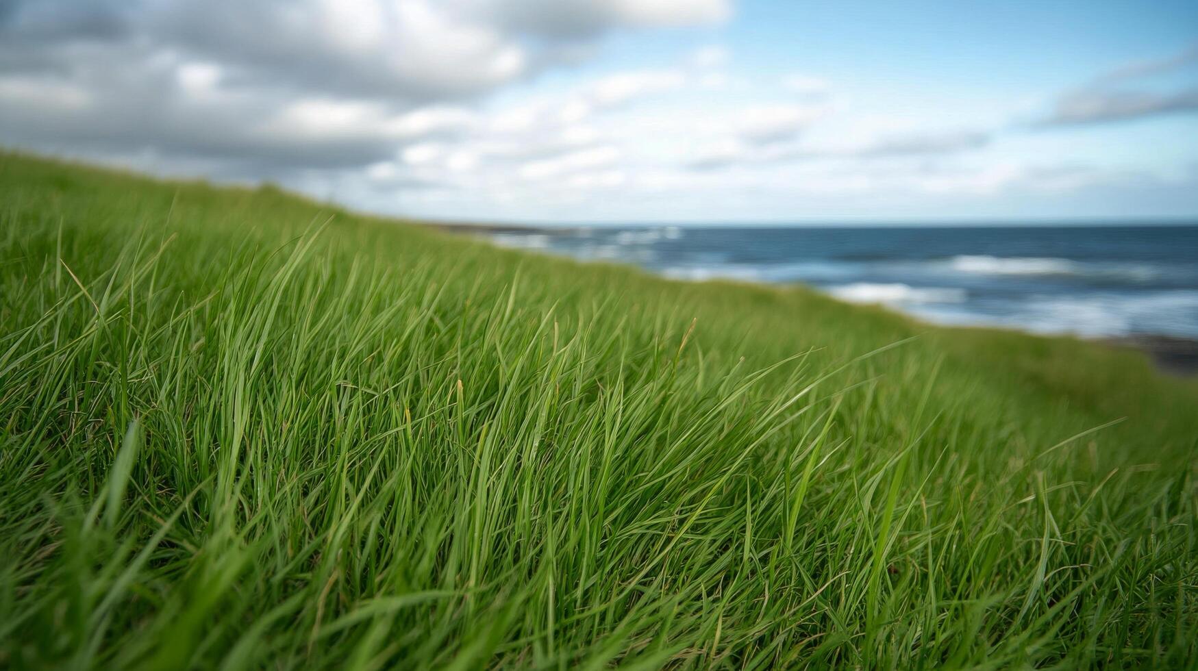 Tall green grass swaying on a coastal hillside under a cloudy sky by the ocean photo
