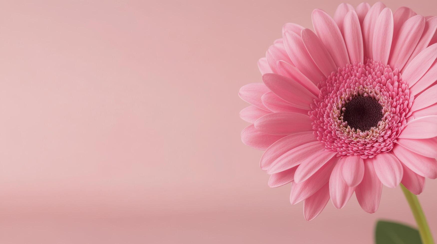 Beautiful pink gerbera flower against a soft pink background in spring photo