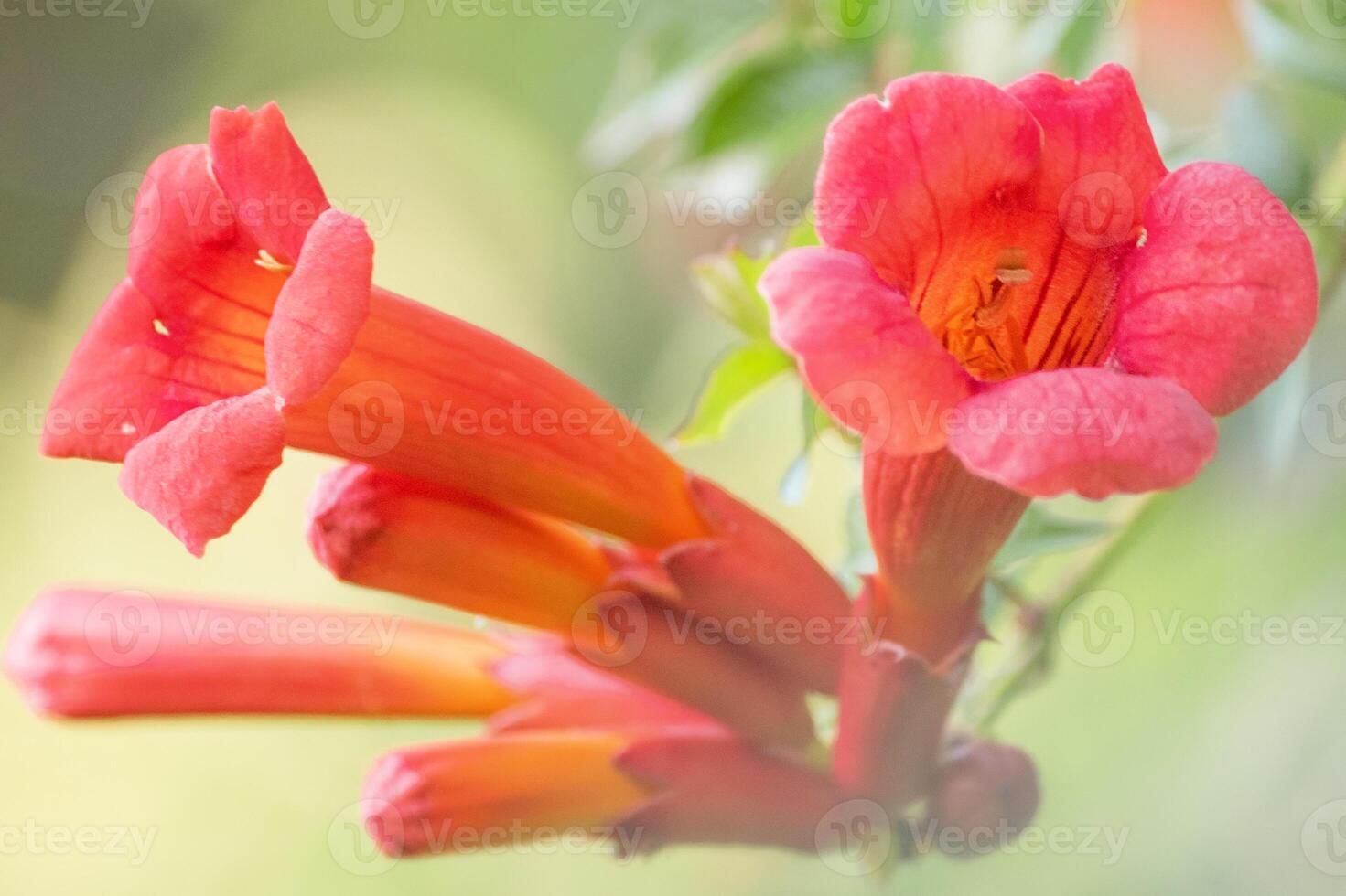 Tecoma flower on green natural bokeh in sunlight. photo