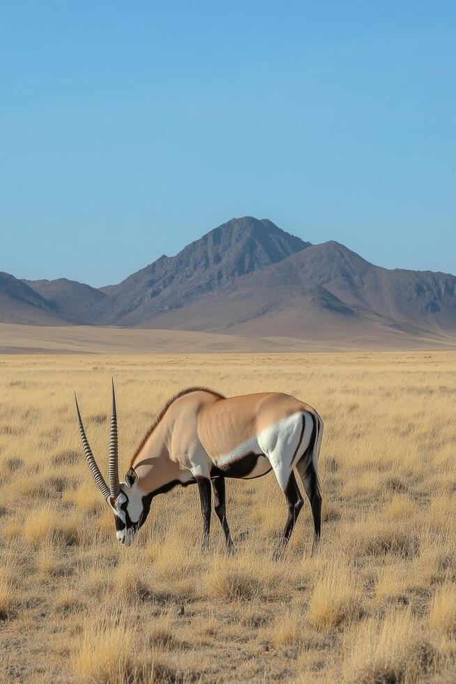 A solitary oryx stands in golden grasslands with a mountain backdrop at sunset photo