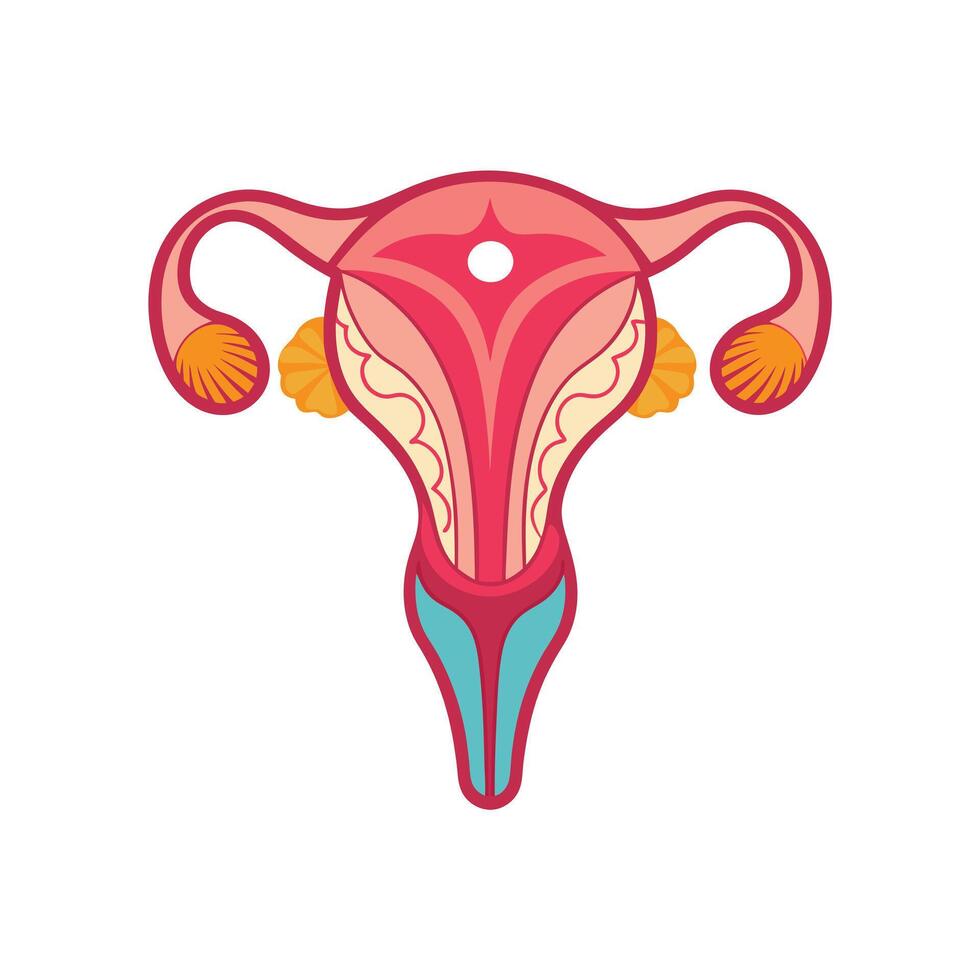 Female Reproductive System Illustration. vector