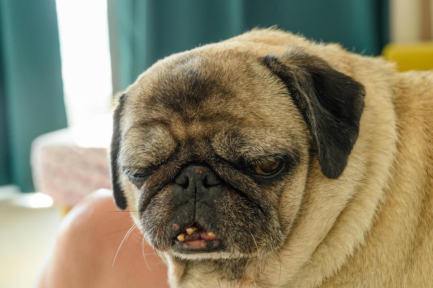 close-up portrait of an old sad pug photo