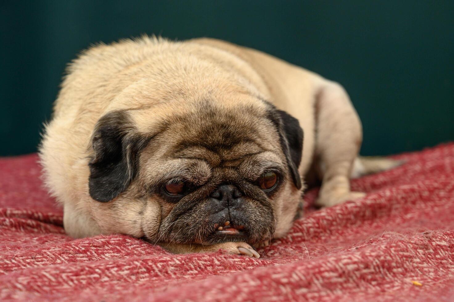Pug lies on a couch photo