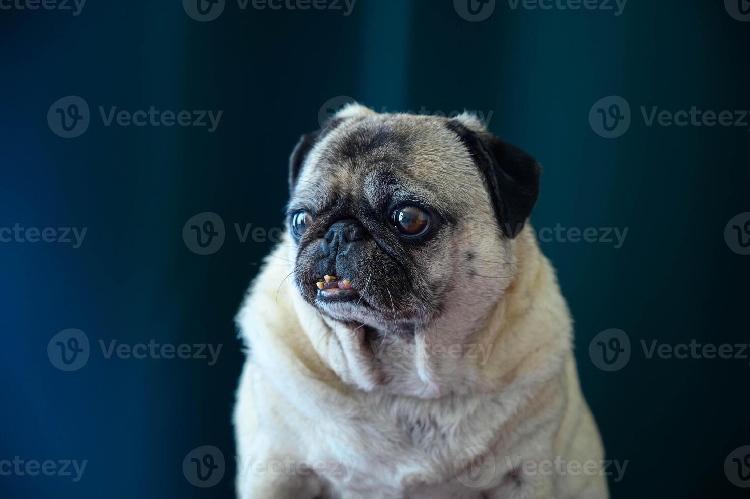 A close-up portrait of a pug dog with a curious and endearing expression, set against a green background photo