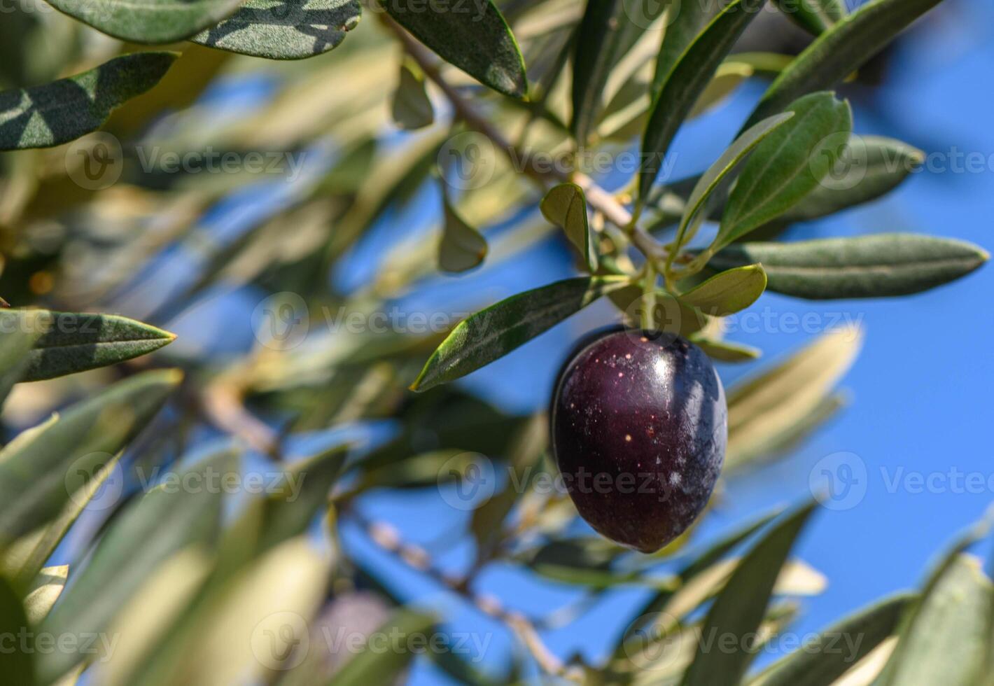 Olives on the tree, branches with fruits photo