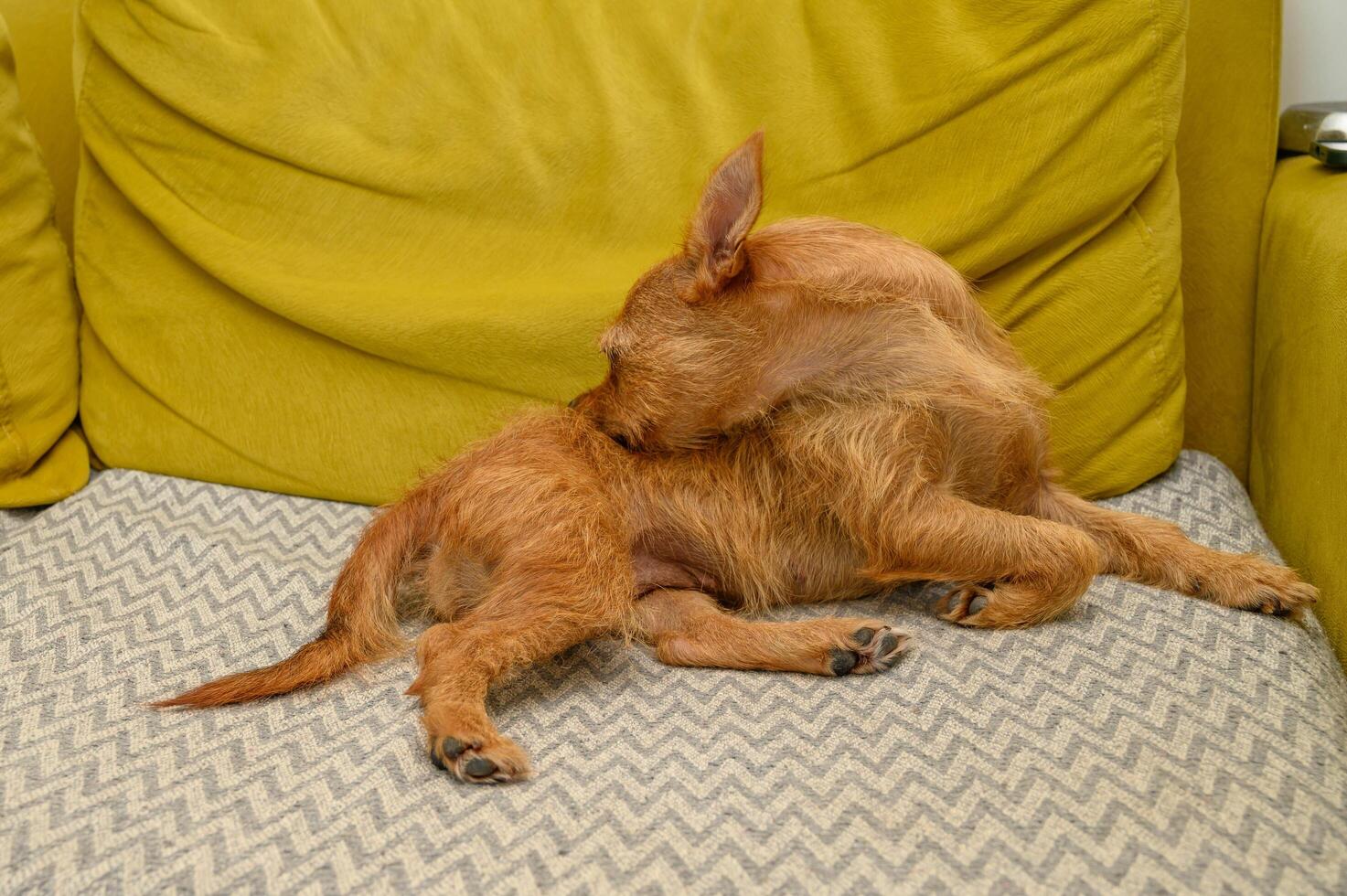 Red dog itches on the sofa photo