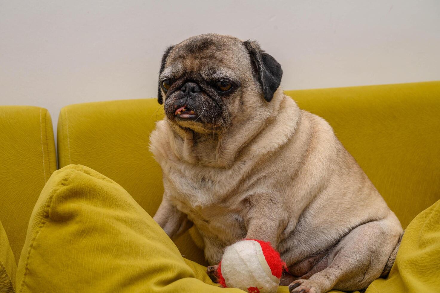 old pug sits on a yellow pillow with a ball photo