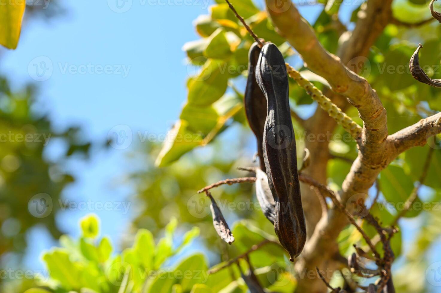 Garden carob trees in a wheat field photo