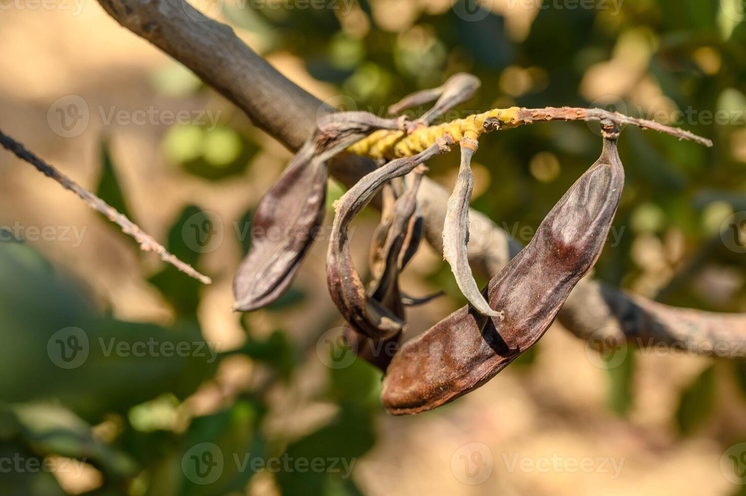 Close-up of the fruits of a carob tree photo