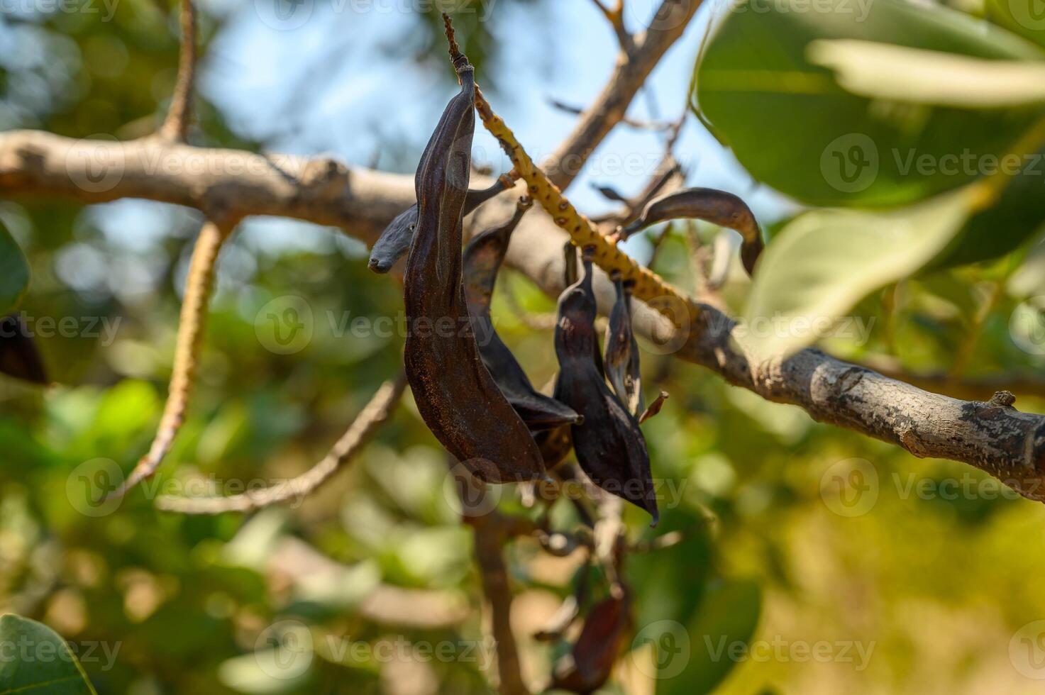 Close-up of carobs on a carob tree 6 photo