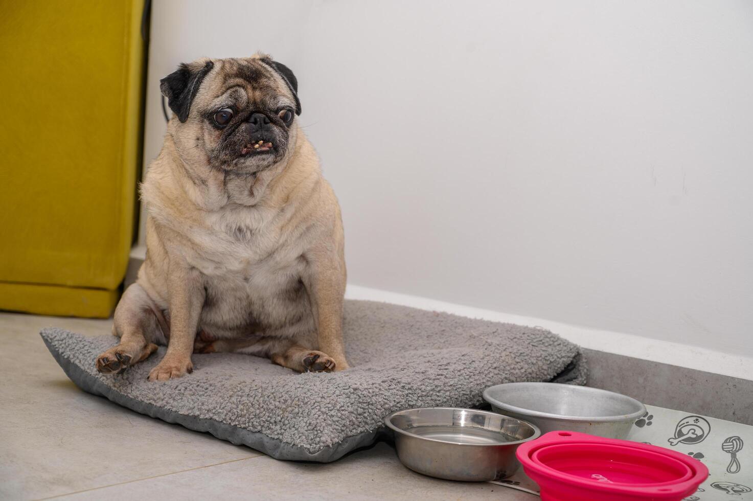 pug sitting near his bowls waiting for food photo