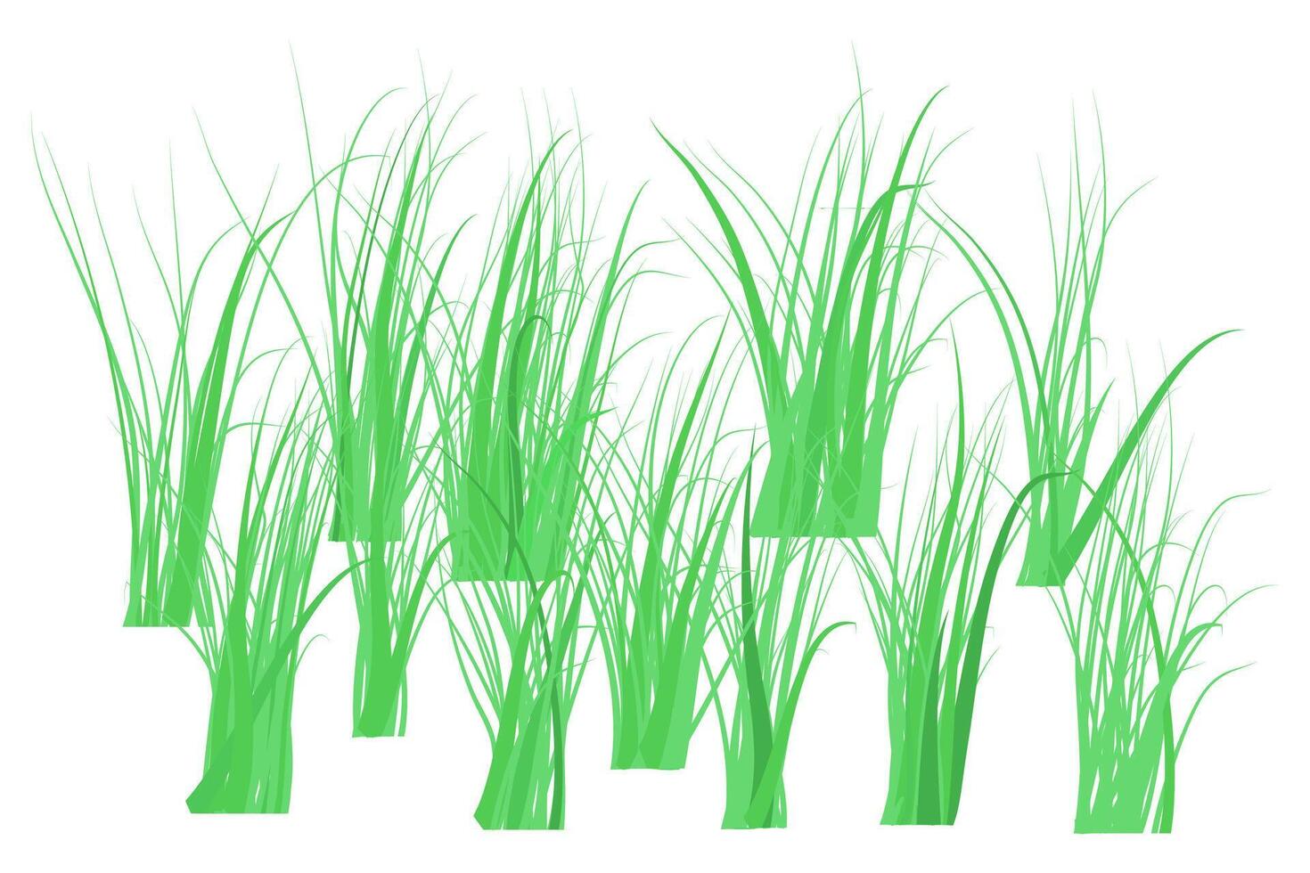 The front yard green grass borders on white background. The grass is very popular. vector