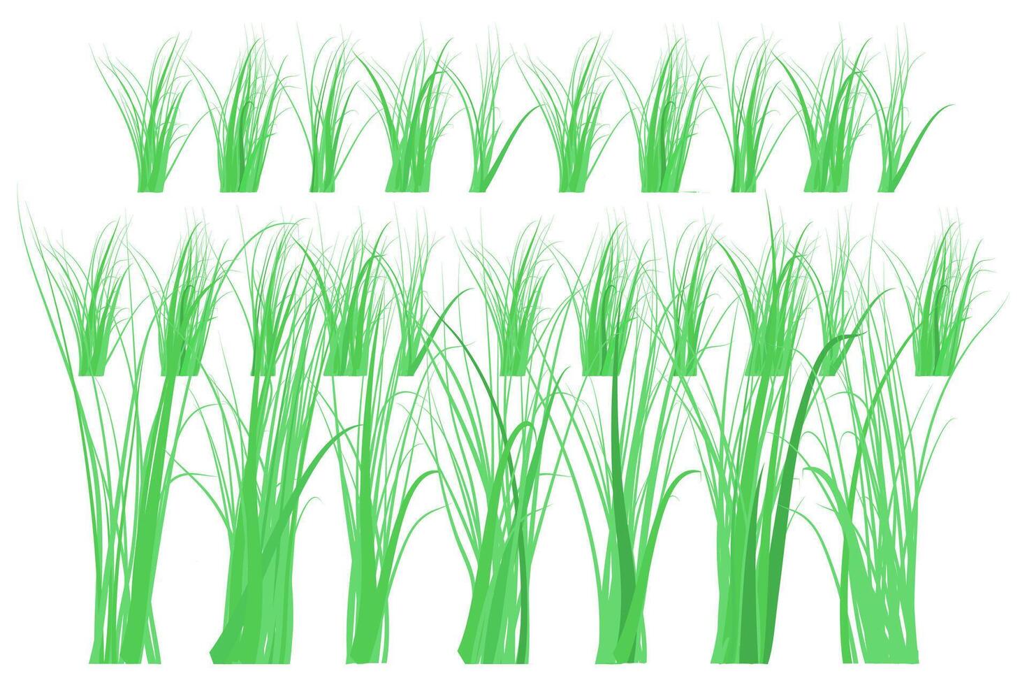 Front yard green grass borders on white background. vector