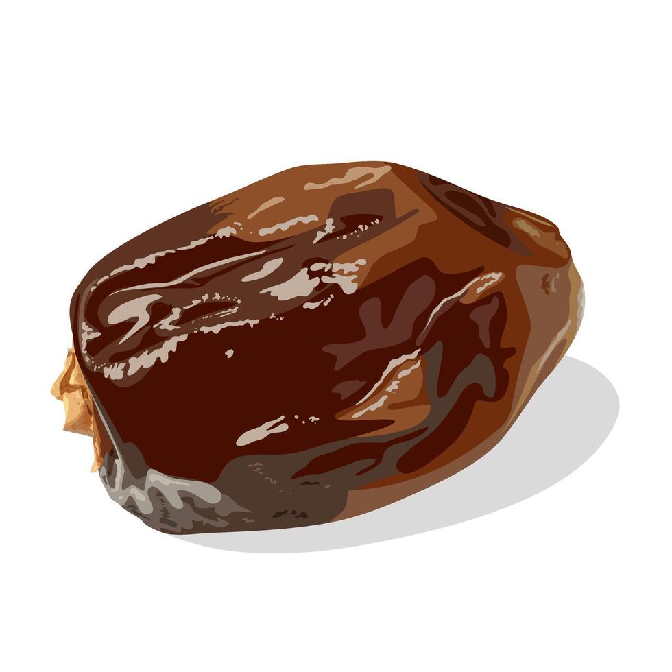 Illustration of dried dates, isolated on white background. vector