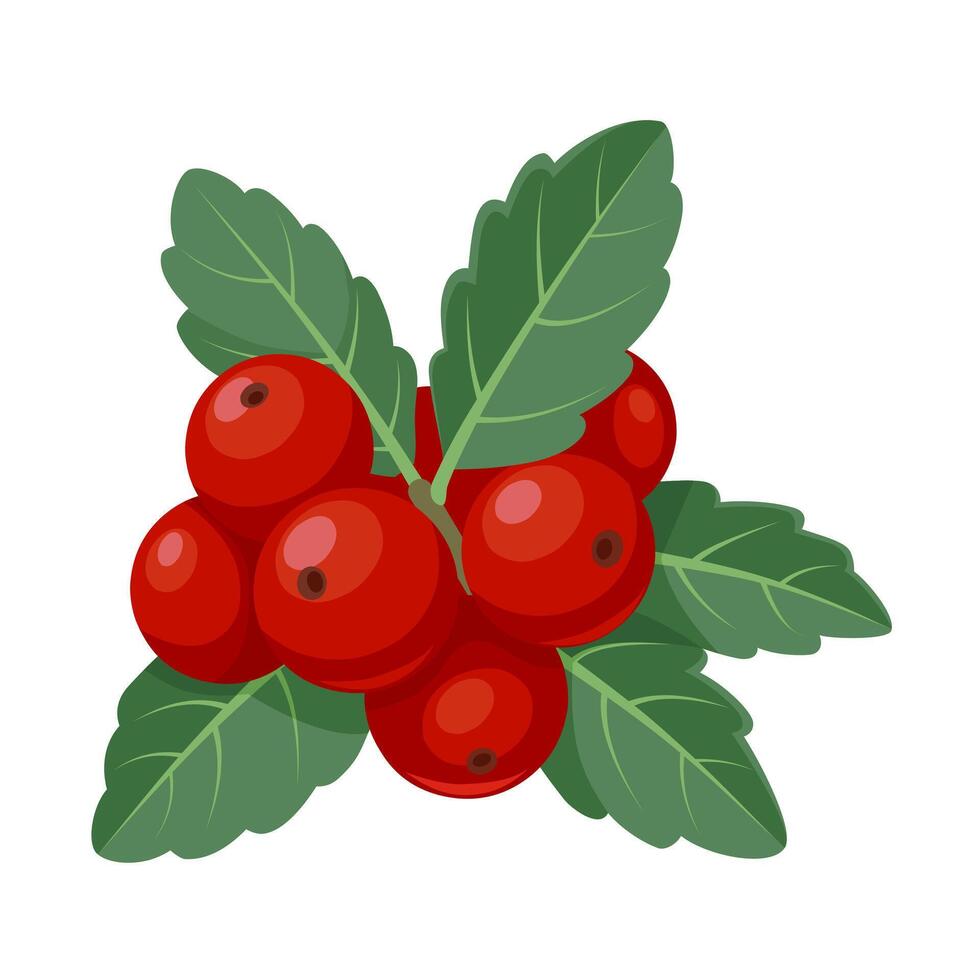 Illustration of Ilex vomitoria, commonly known as yaupon, or yaupon holly, isolated on white background. vector