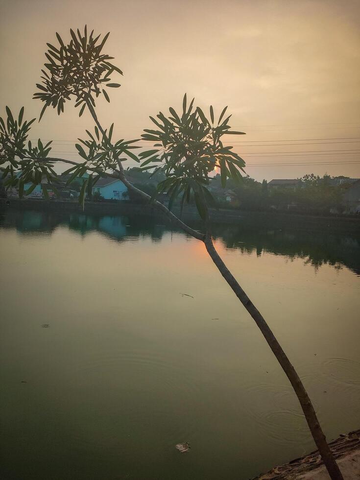 A tree is sitting on the shore of a lake at sunset photo