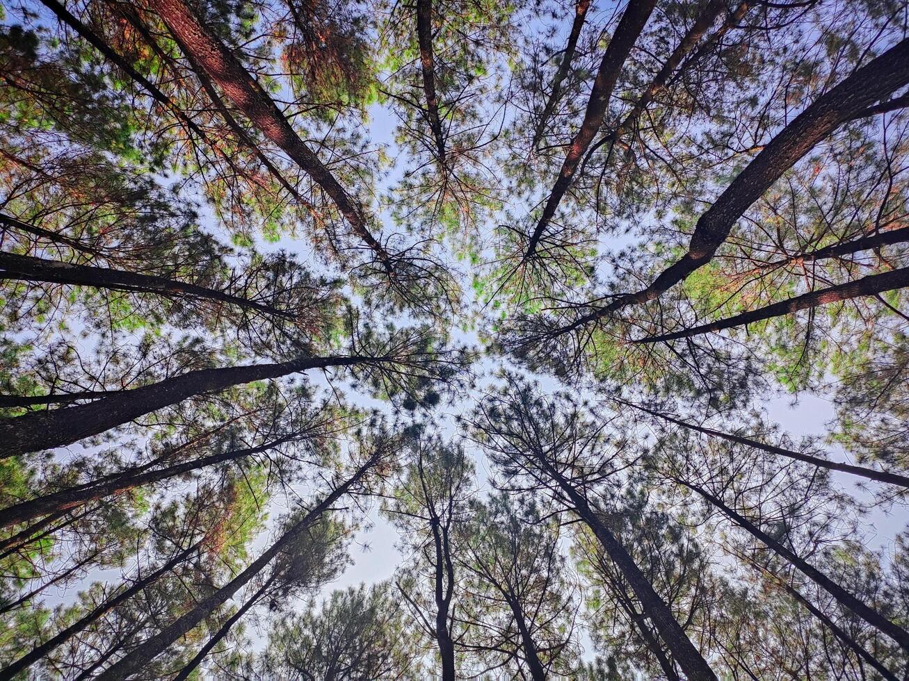 un ver arriba dentro el pabellón de alto arboles foto