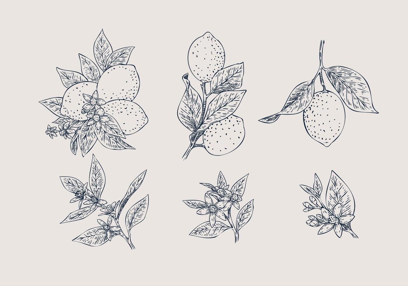 Hand Drawn Lemon Bloom Illustration vector