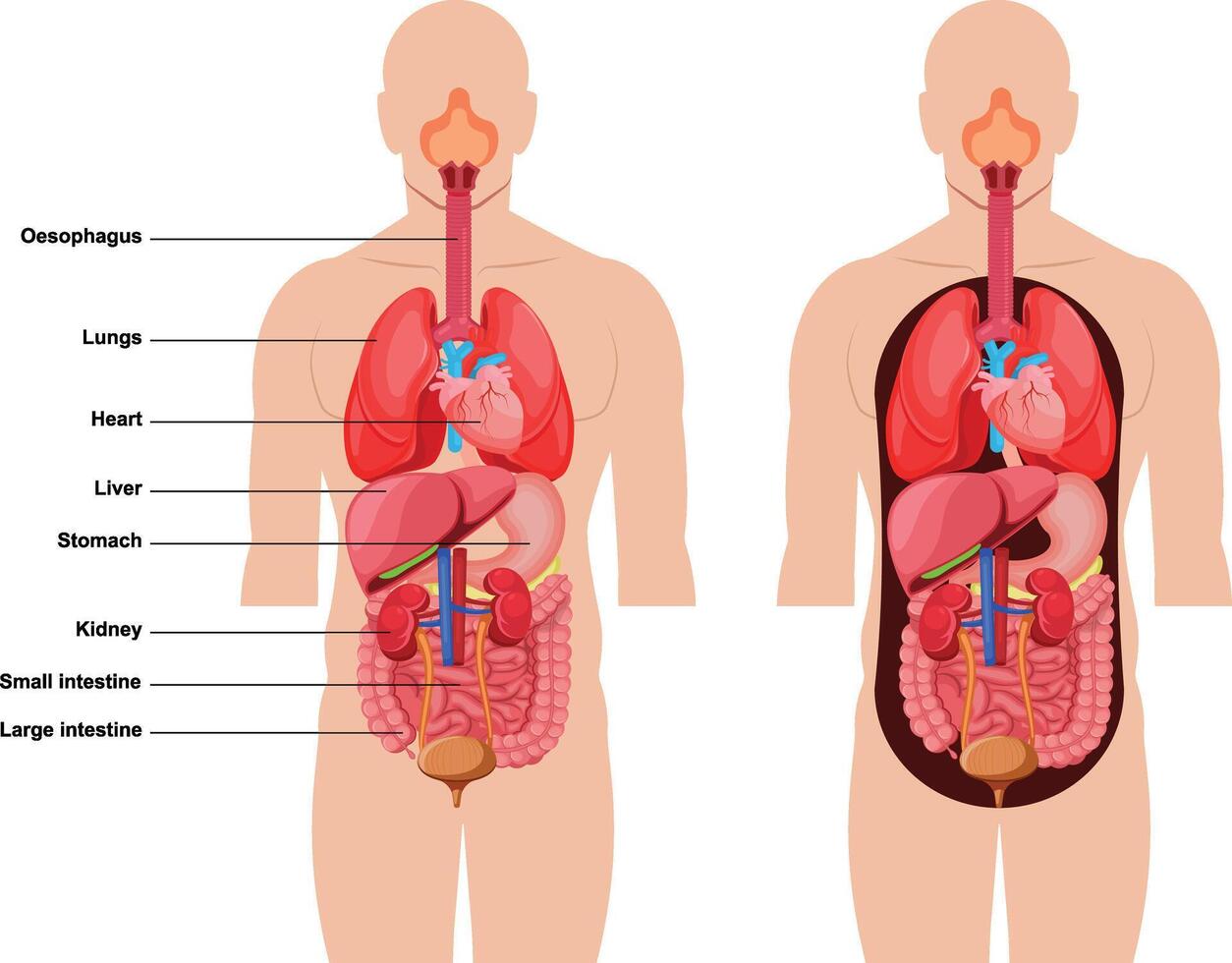 Human Body Anatomy, Inside anatomical structure diagram with names isolated. Medical info learning vector