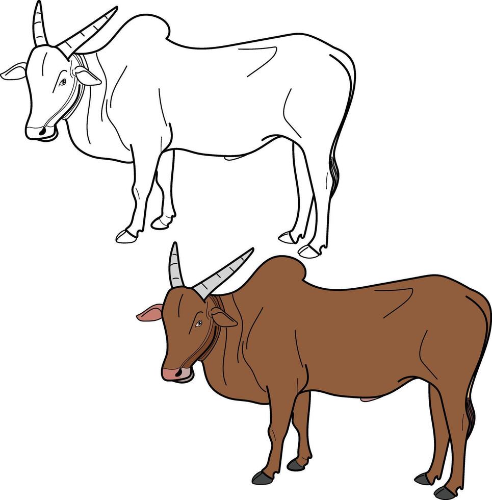 Indian Ox, Zebu bull, Brahman cattle. Hand drawn style Illustration vector