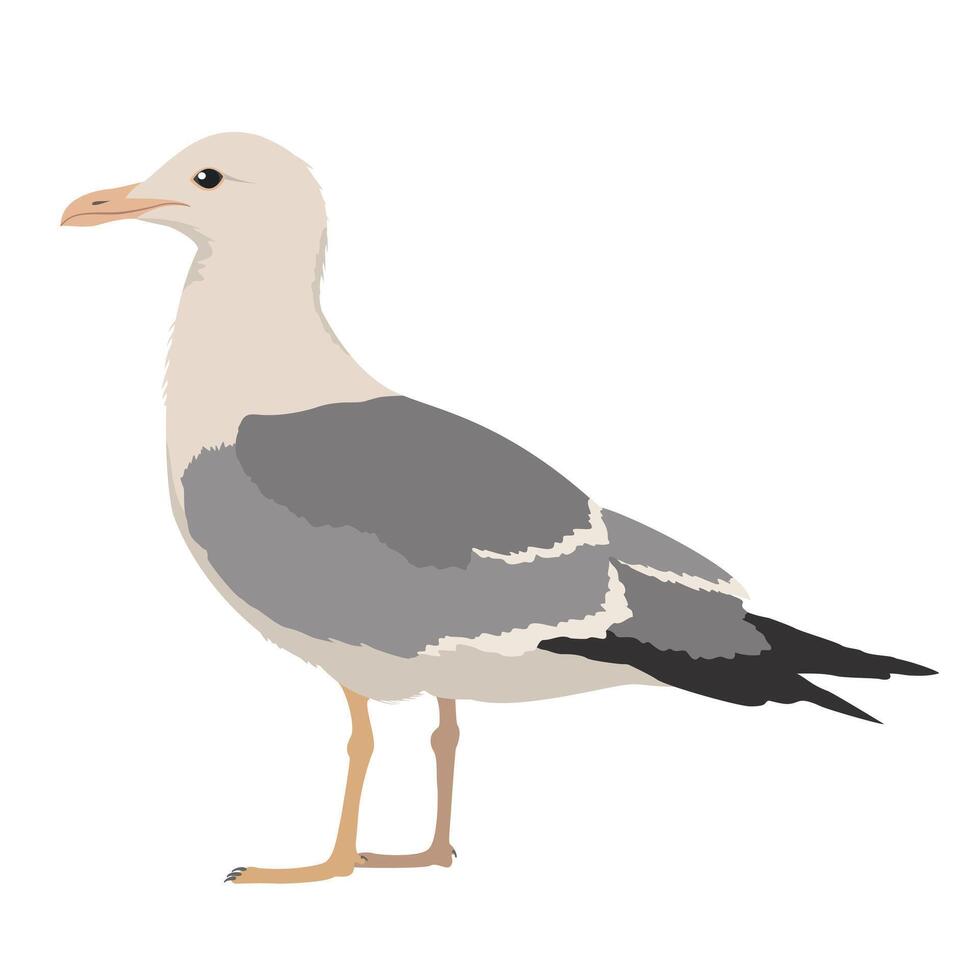 SEABIRDS ARE SEAGULLS vector