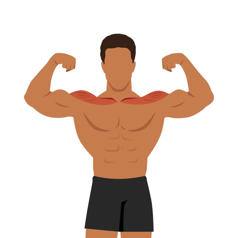 Young muscular man flexing his biceps with shoulder muscle focus. vector
