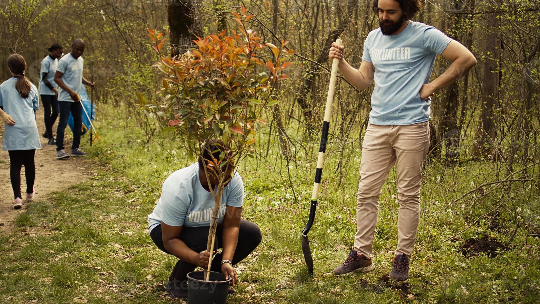 Diverse volunteers team digging holes to plant trees in the woods, working together in unity to protect the environment and preserve natural forest habitat. Activists conserve ecosystem. Camera B. photo