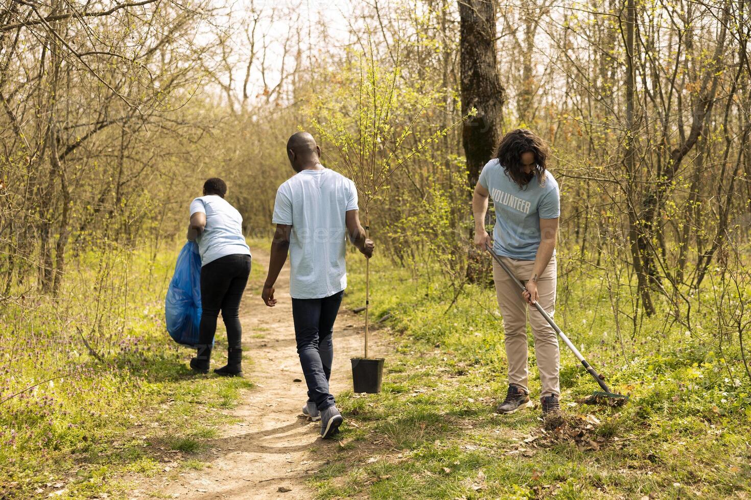 Male environmentalist raking dry leaves to help forest ecosystem restructuration, working in unity to protect the natural habitat. Volunteer takes action for a conservation project. photo