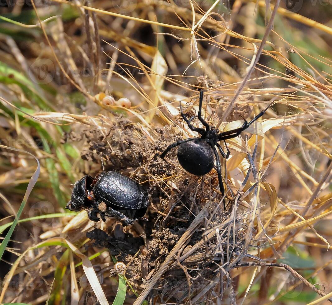 European black widow Latrodectus tredecimguttatus, A female spider in her nest with killed insects, a beetle photo