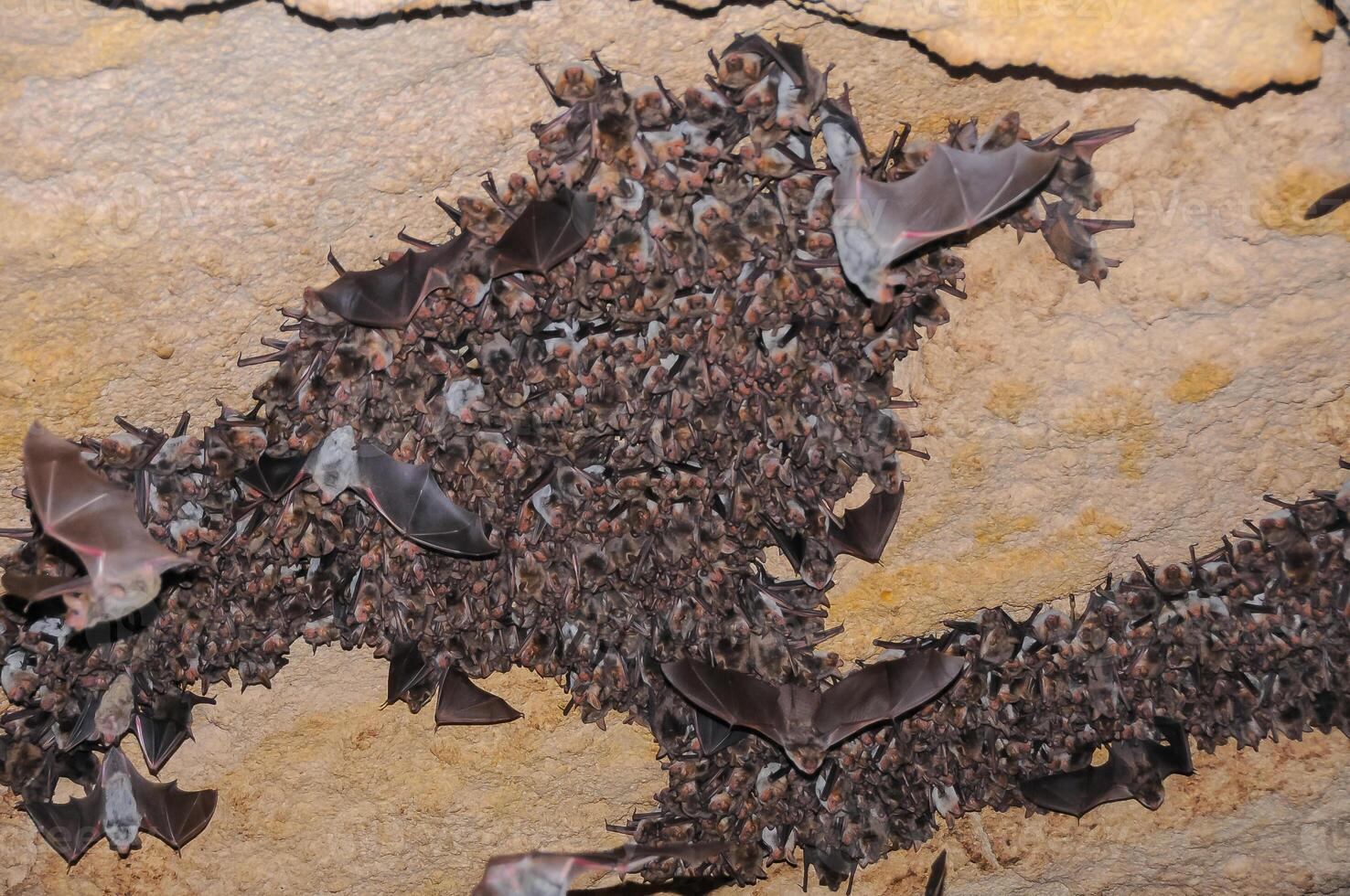 A large colony of bats resting during the day in the catacombs of eastern Crimea photo