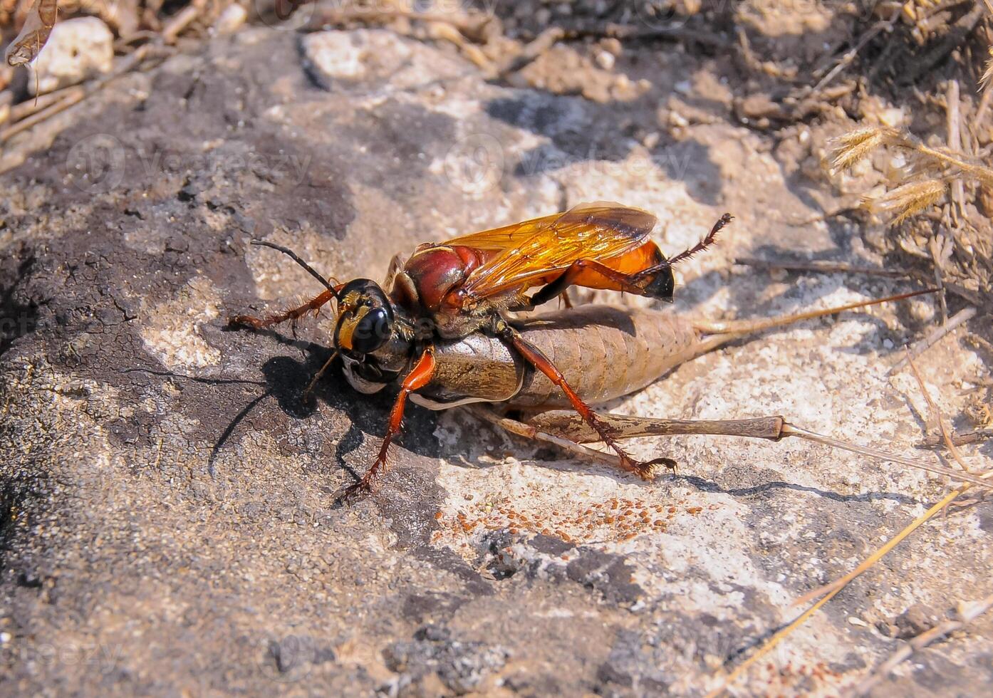 Great golden digger Sphex ichneumoneus, A wasp paralyzes a grasshopper and drags it into a hole dug in the sand photo