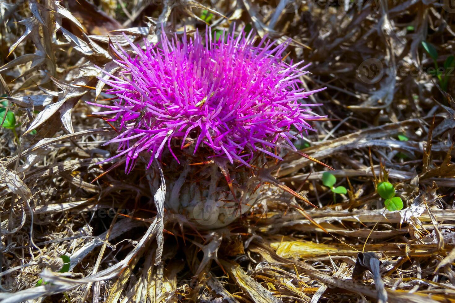 Atractylis gummifera, Stemless flowering plant on dry slopes in Gozo island, Malta photo