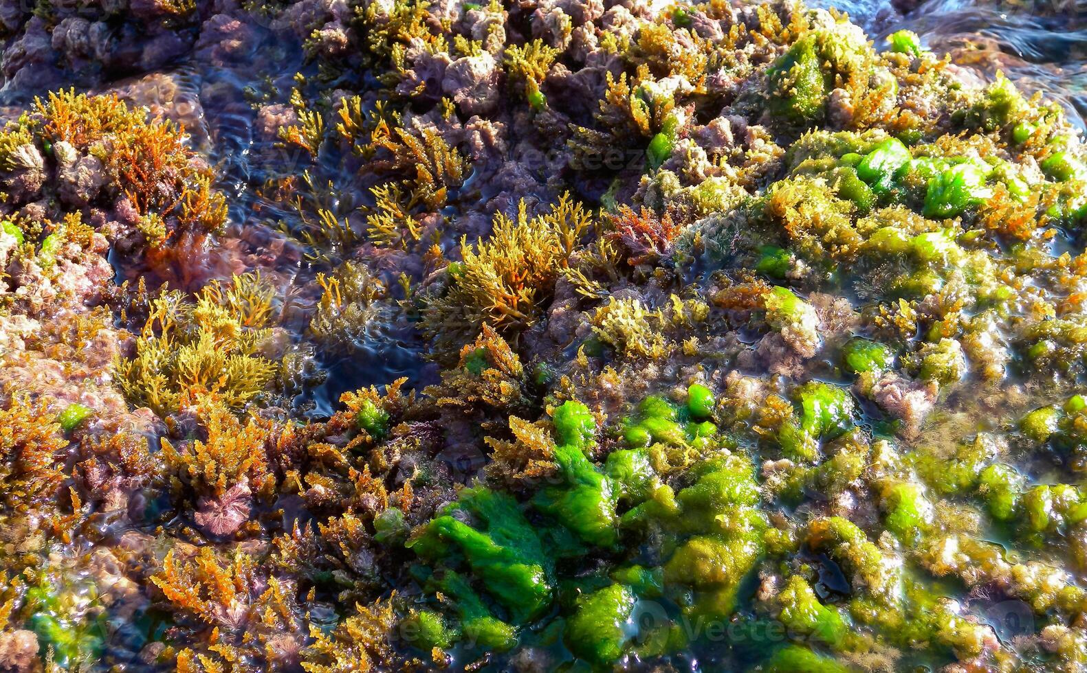 Green and red algae on the rocks at low tide on the island of Gozo, Malta photo