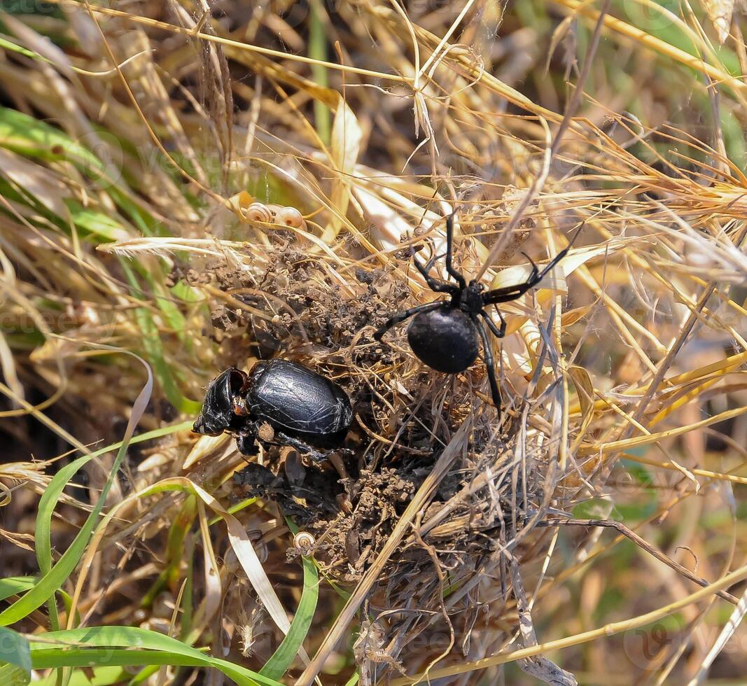 European black widow Latrodectus tredecimguttatus, A female spider in her nest with killed insects, a beetle photo