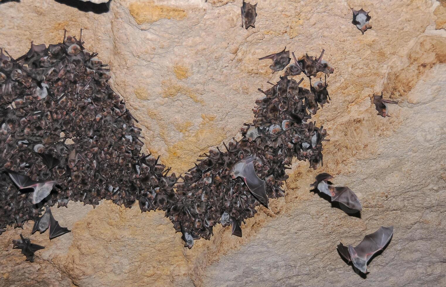 A large colony of bats resting during the day in the catacombs of eastern Crimea photo