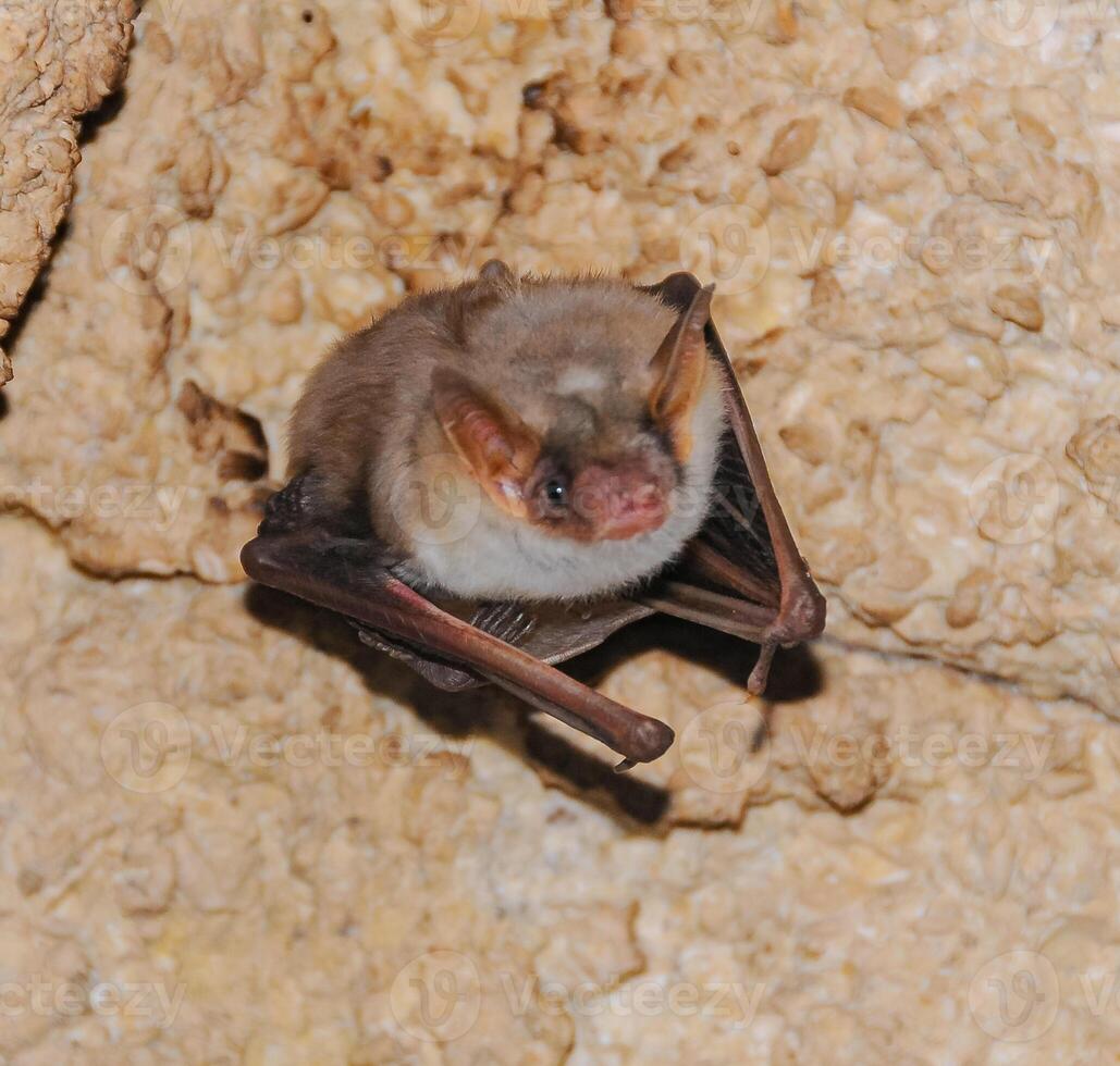 A bat rests upside down during the day in the catacombs of eastern Crimea photo