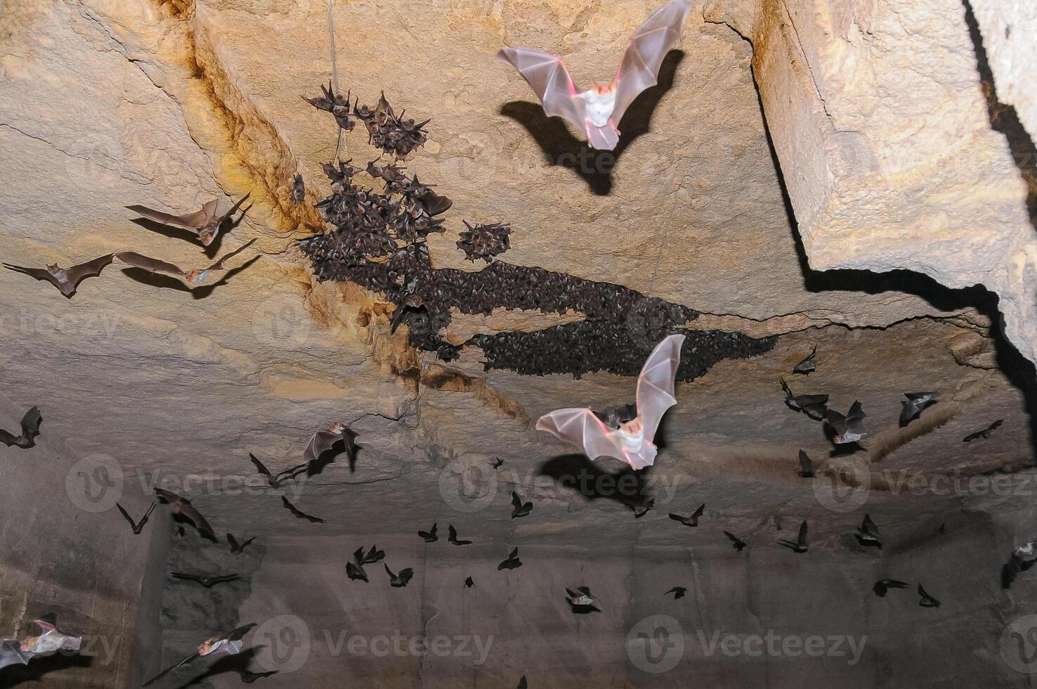 A large colony of bats resting during the day in the catacombs of eastern Crimea photo