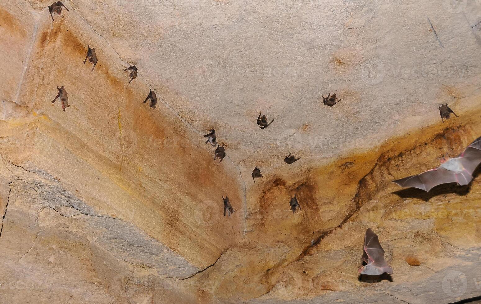 A large colony of bats resting during the day in the catacombs of eastern Crimea photo